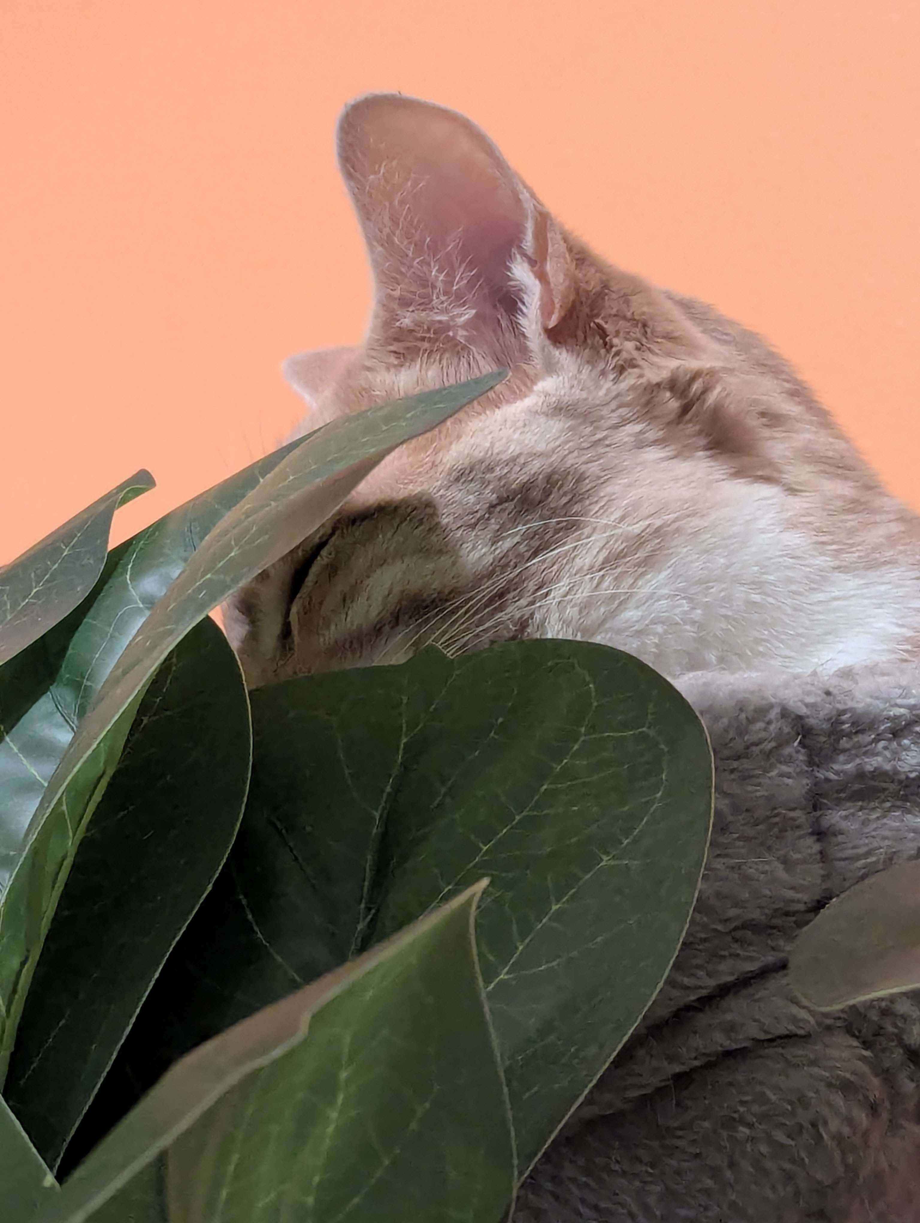 Birthday Trip to Canada, Cat Cafe, Edmonton